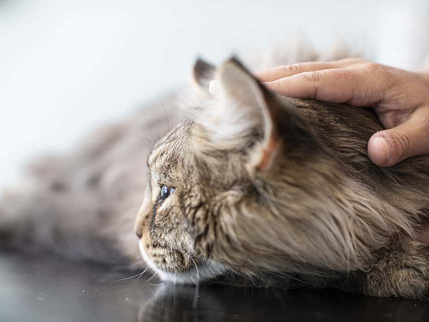 Katt ligger ner ner och blir klappad av en person.