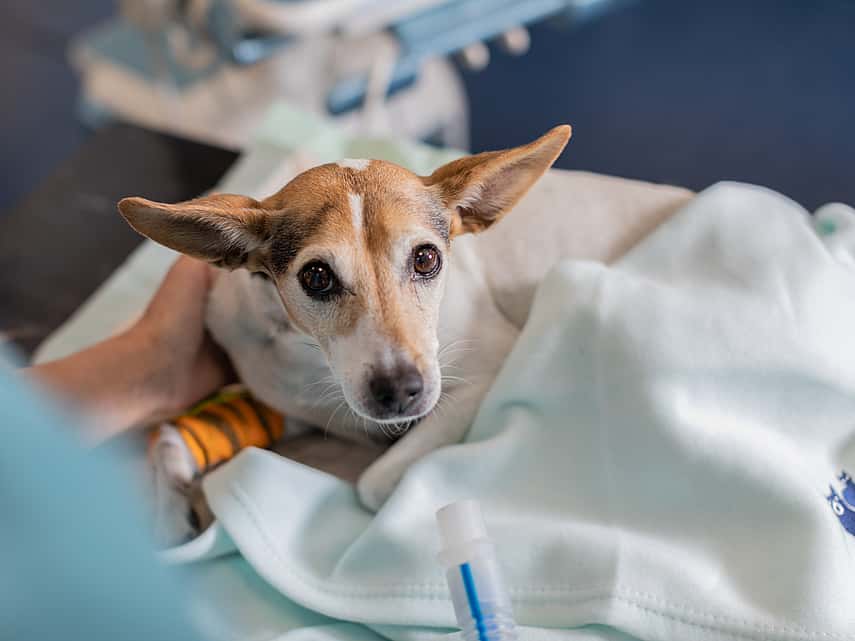 En hund har ett plåster runt ena frambenet och ligger med en filt.