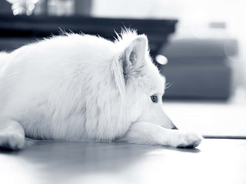 En vit fluffig hund ligger på golvet och vilar huvudet på ett av sina främre ben.