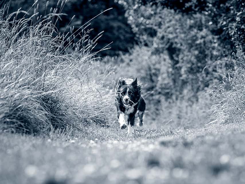 En tväfärgad hund springer ute i naturen mot kameran. Bilden är i svartvit.