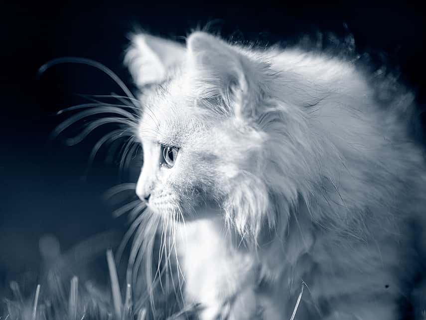 En vit långhårig katt står i profil på utomhusmiljö. Bilden är i svartvitt.