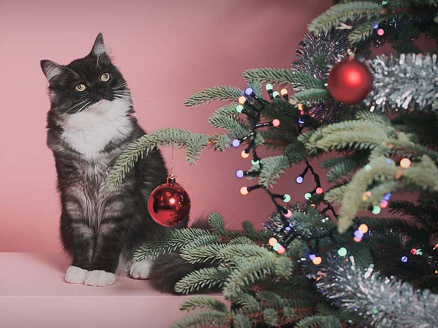 En katt står vid en julgran.