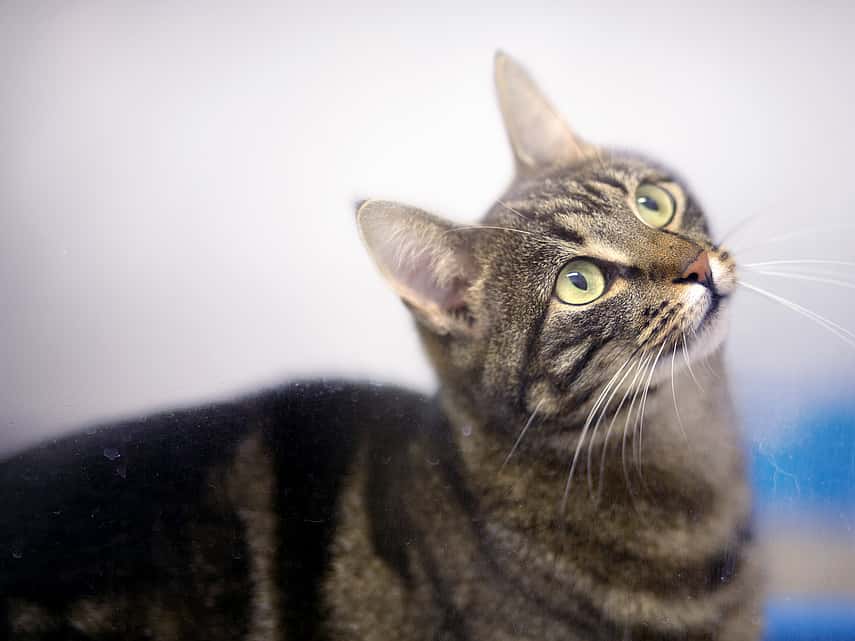 En grå katt med svarta ränder och gröna ögon tittar upp.