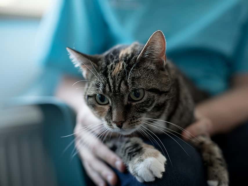 En grå katt med svarta ränder, vita tassar och gröna ögon ligger på en persons ben.