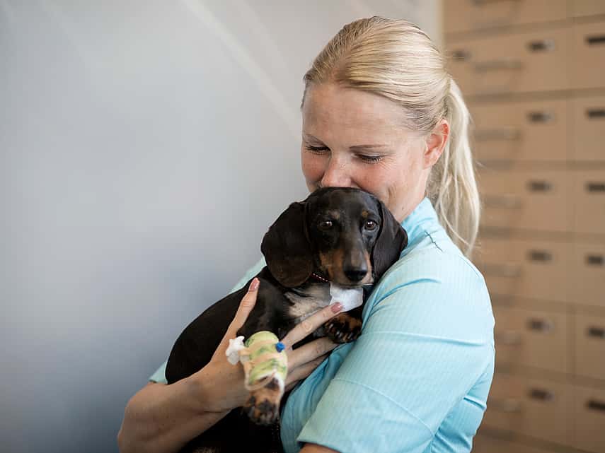 Blonde, kvinnlig veterinär håller om en svart tax med stora öron.