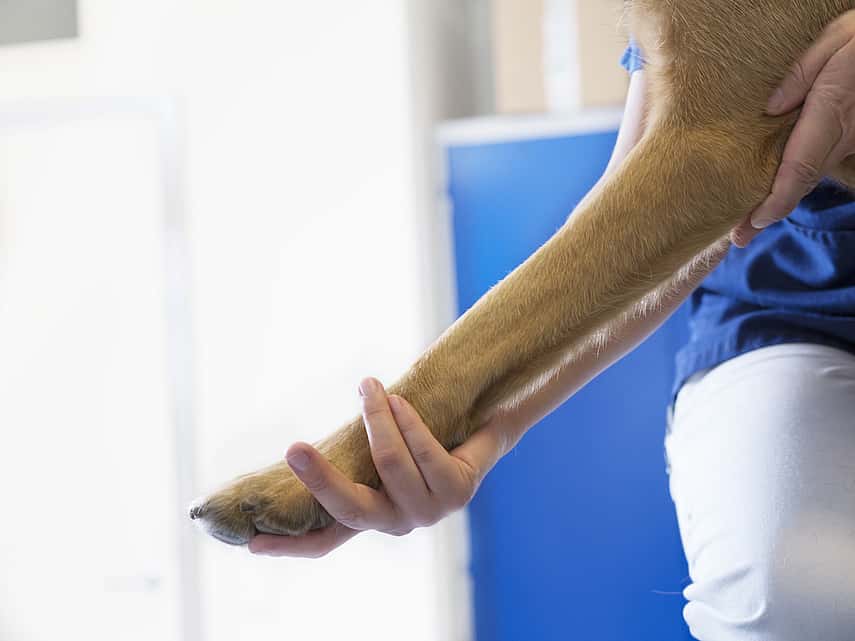 En veterinär sträcker ut en hunds ben i rehabiliteringssyfte.