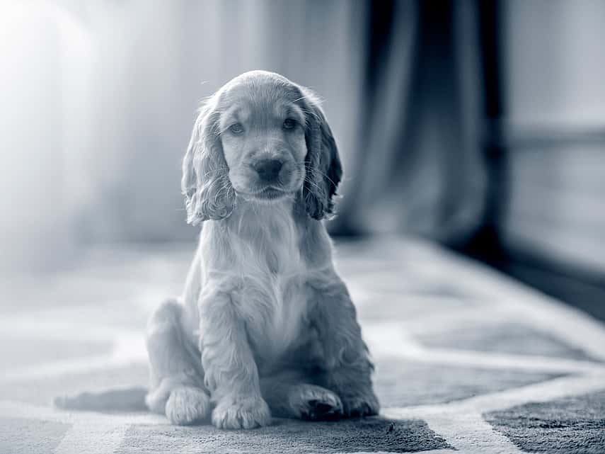 En Cocker Spaniel-valp sitter ner på en matta.