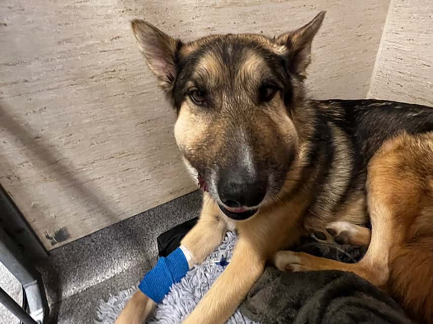 En tysk schäferhund som har uppsvullnat ansikte orsakat av ormbett. Hunden ligger ner och har blått bandage runt högra frambenet.