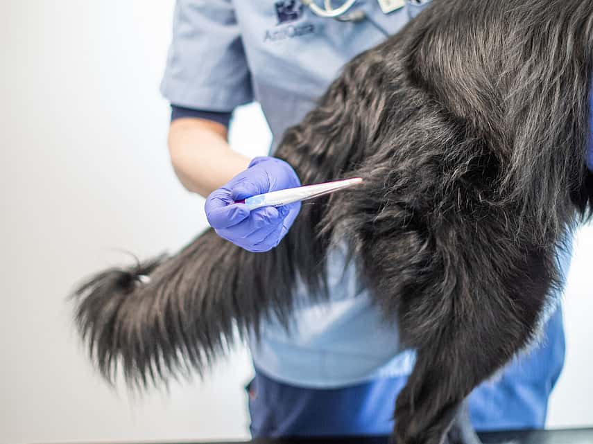En veterinär iklädd ljusblåa vårdkläder tar temperaturen på en svart lurvig hund. Temperaturen tas genom att föra termometern i hundens anus.