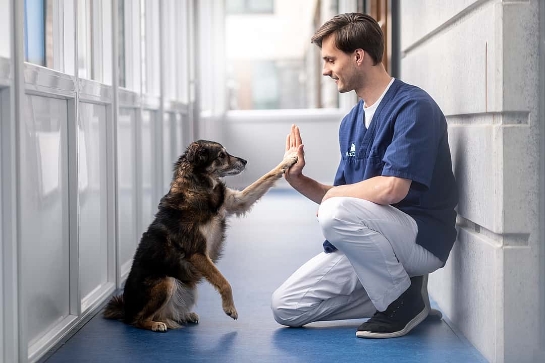 Manlig veterinär sitter på golvet och gör high-five med en hund.