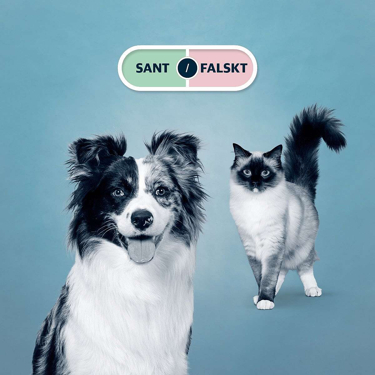 En hund och en katt på blå bakgrund.
