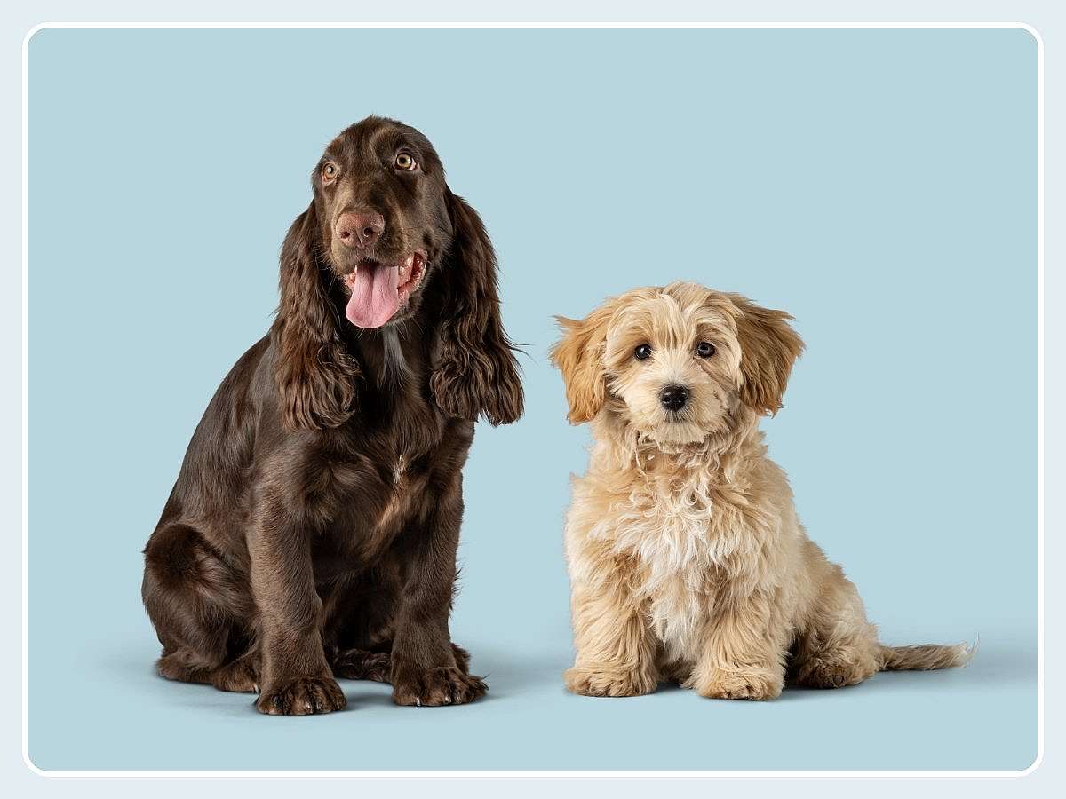Två valpar, en brun cocker spaniel och en ljushårig cockerpoo, står bredvid varandra.