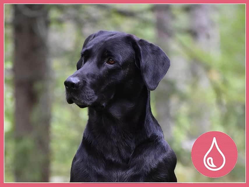 Svart labrador retriever som heter King och är 5 år gammal.