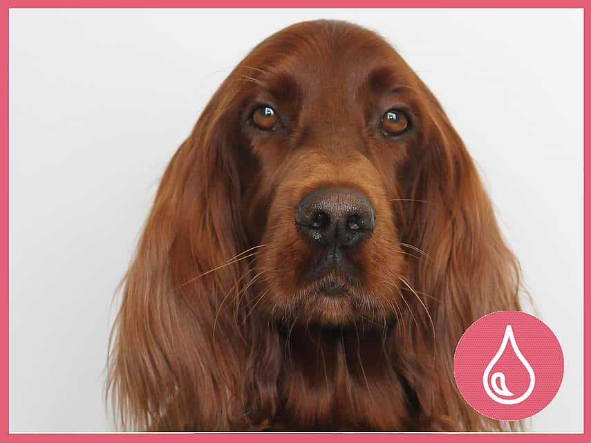 Brunhårig Irländsk Setter som heter Aila och är 6 år gammal.