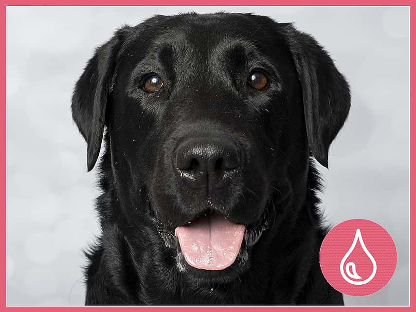 Svart Labrador Retriever som heter Leija och är 7år gammal.