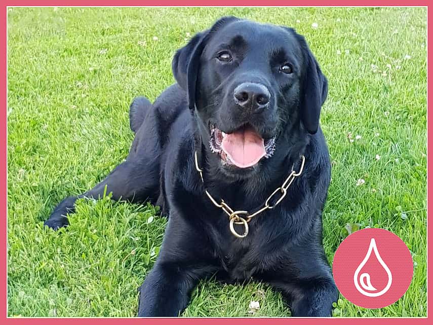 Svart labrador retriever som heter Malte och är 6 år gammal. Malte ligger ute på en gräsmatta.