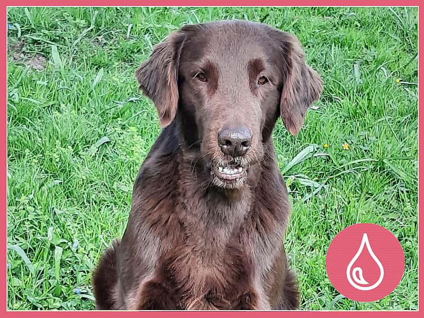 Brunhårig flatcoated retriever som heter Dacke och är 7 år gammal. Dacke står utomhus på en gräsmatta.