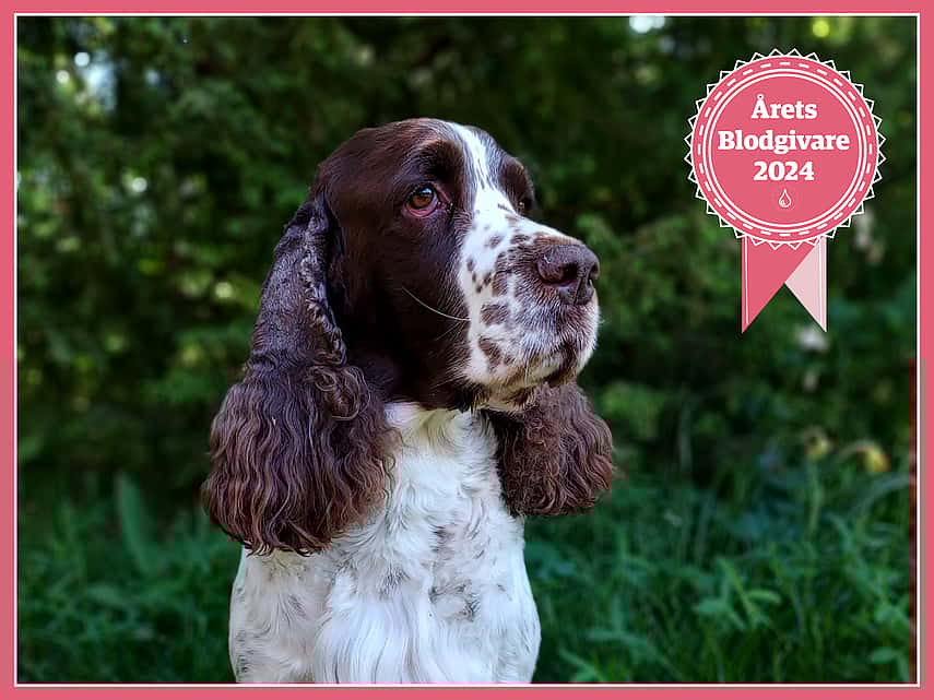 Vinnaren av 2024 Blodgivarhund, Sören. Sören är en vit och brunfläckig engelsk springer spaniel och är 7 år gammal.