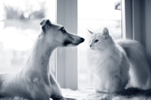 Hund och katt ligger vid en glasdörr.