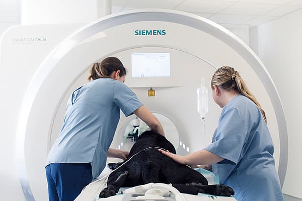 Svart hund ligger på mage och körs in i en undersökningsmaskin av två veterinärer.