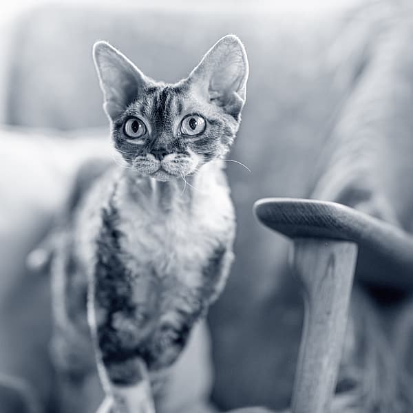 Katt sitter på en stol och kollar framåt.