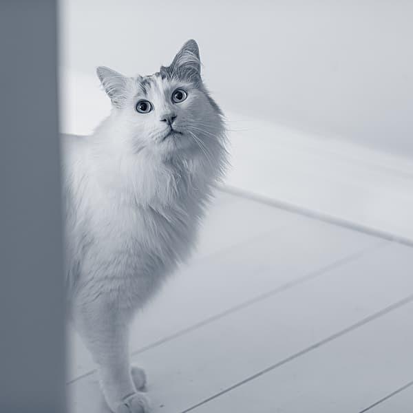 Vit katt står bakom en dörr.