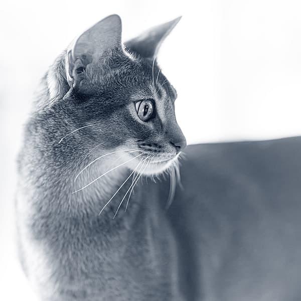 En korthårig katt tittar åt höger.