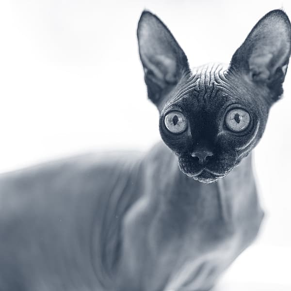 Sphynx kollar framåt.