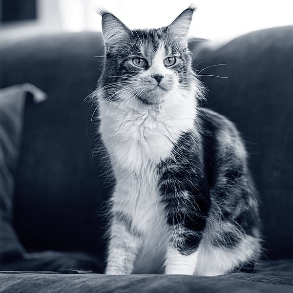 Fläckig katt sitter på en soffa.