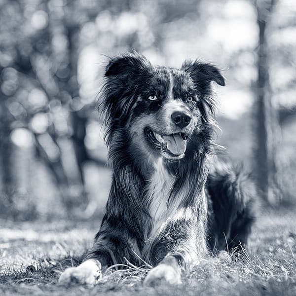En hund som ligger i gräset.