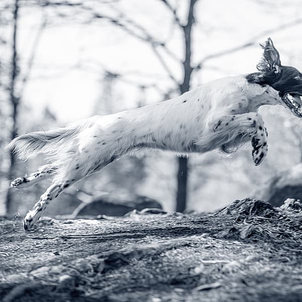 En hund som hoppar i luften.