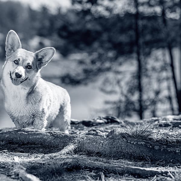 En corgi hund står utomhus med huvudet på sned
