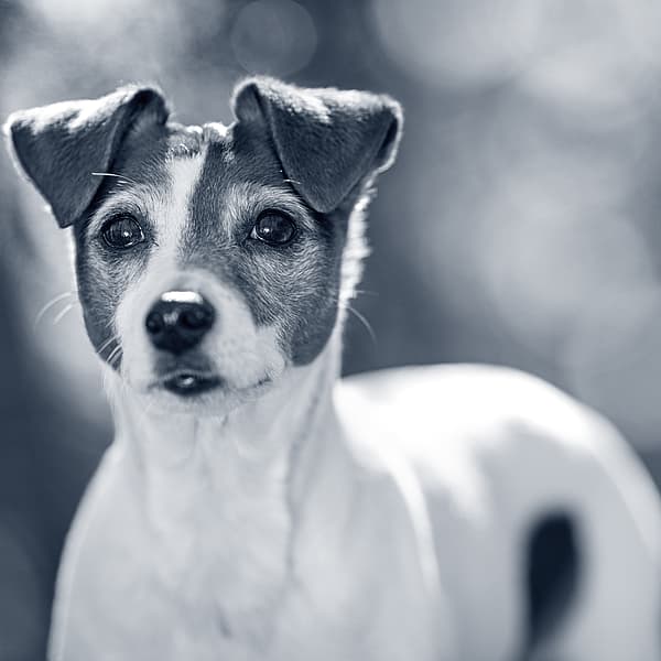 En Jack Russel hund i skogen.
