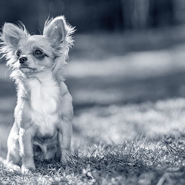 En långhårig chihuahua sitter på en gräsmatta.