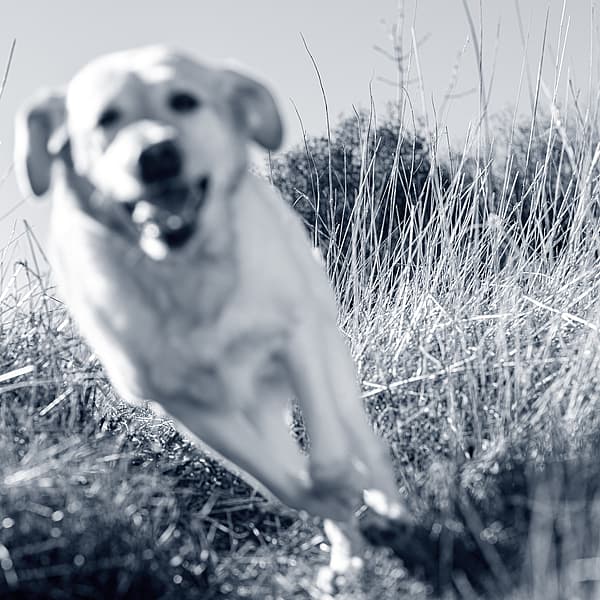 En hund som springer genom högt gräs.