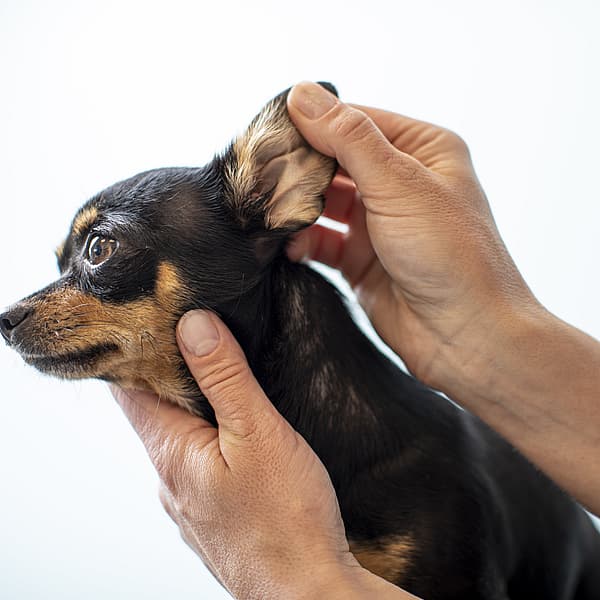 Veterinär tittar i en chihuahuas öra.