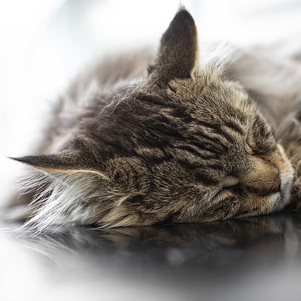 Katt sover på ett undersökningsbord