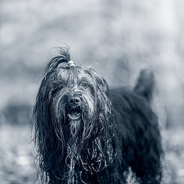 Svart, långhårig blöt hund ute i skogen.