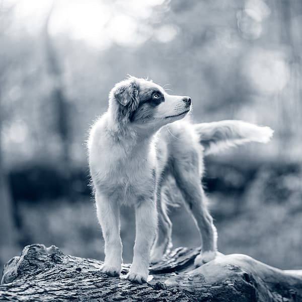 En hund som står på en stock.