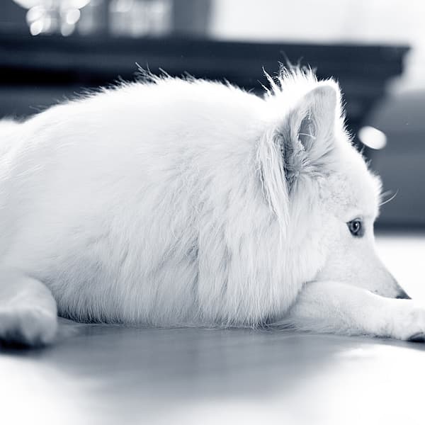 En vit fluffig hund ligger på golvet och vilar huvudet på ett av sina främre ben.