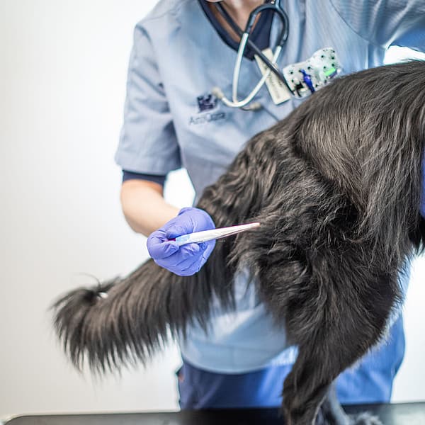 En veterinär iklädd ljusblåa vårdkläder tar temperaturen på en svart lurvig hund. Temperaturen tas genom att föra termometern i hundens anus.