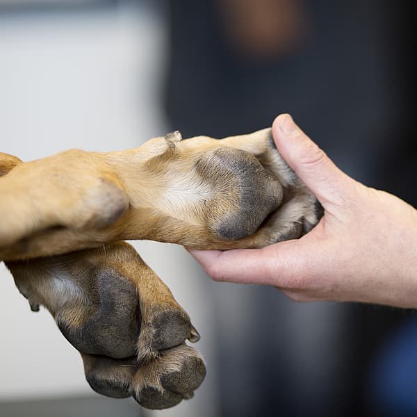 En hand håller i en hunds tassar.