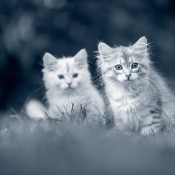 Två små kattungar står på en gräsmatta. En av kattungarna är ljusgrå med mörkare ränder och den andra är vit. Den gråa kattungen står lite längre fram och är i fokus medan den vita står lite längre bak. Bilden är i svartvitt.