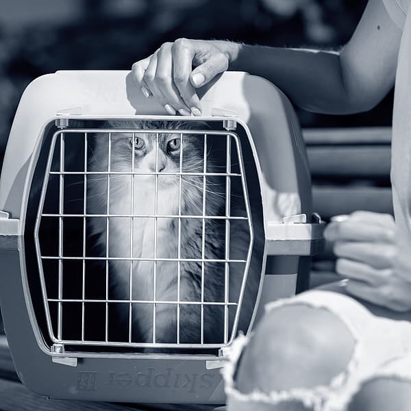 Katt i en transportbur.