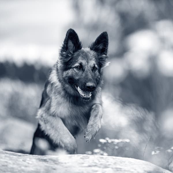 En Schäferhund hoppar över en sten ute i naturen.