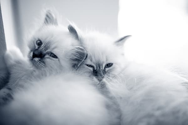 Två vita, fluffiga kattungar myser med varandra.