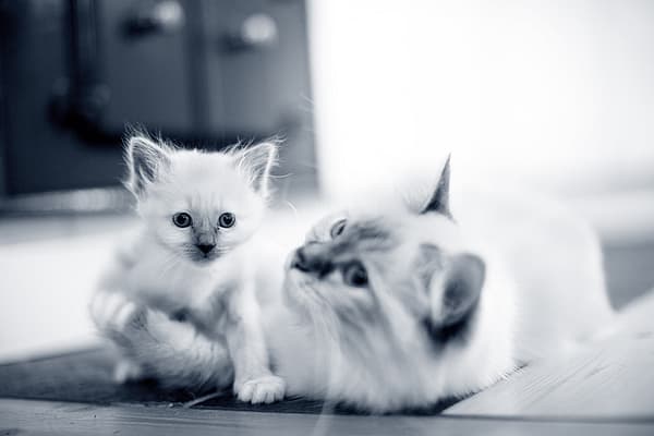 Vit kattunge omfamnas av sin kattmamma.