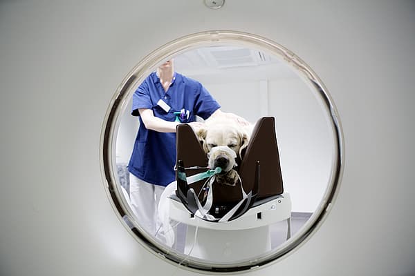 Hund som sover åker in i en undersökningsmaskin.