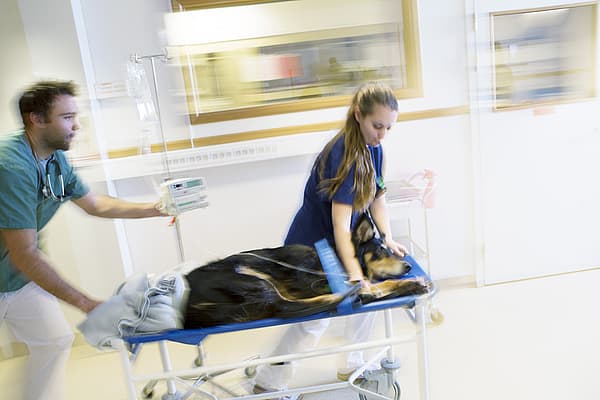 Hund ligger på ett undersökningsvagn och rullas framåt av två veterinärer.