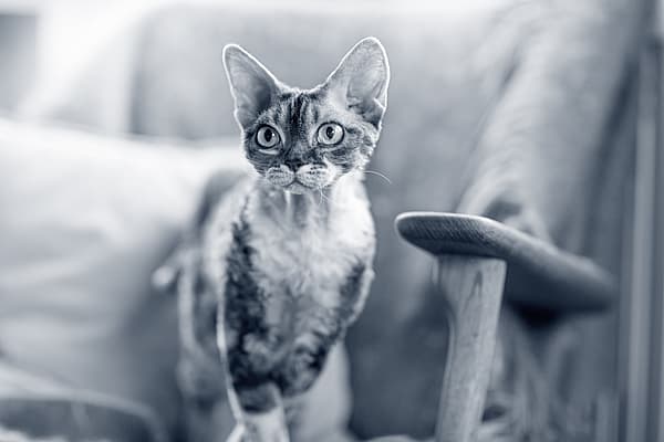 Katt sitter på en stol och kollar framåt.
